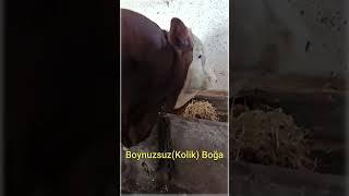 Boynuzsuz Kolik Boğa