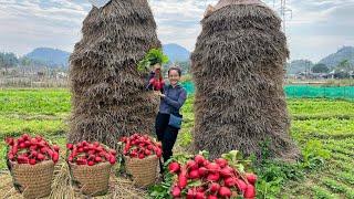 FULL VIDEO Harvest the garden of red radish papaya and purple sugarcane to sell at the market