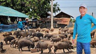 มิติใหม่ เลี้ยงหมูป่าแบบอารมณ์ดี ปล่อยอิสระพื้นที่ 1ไร่ แบบไม่มีคอก ทำได้ไง