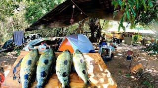 Acampamento com Pescaria de Piau Pescar em lugares Diferentes Tem suas Vantagens