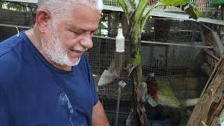 Los Gallos de pelea desde Puerto Rico