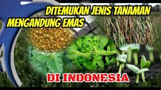 TUMBUH SUBUR TANAMAN EMAS DI INDONESIA  @CBTV628