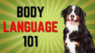 How to Understand Your Dog Better Dog Body Language 101