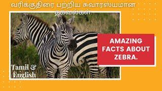 Amazing facts about Zebra. வரிக்குதிரை பற்றிய சுவாரஸ்யமான தகவல்கள். Tamil  English