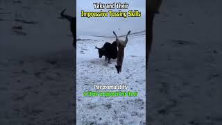 Yaks and Their Impressive Tossing Skills