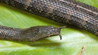 This Nightmarish Tentacled Snake is a Lightning-Fast Underwater Hunter