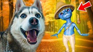 SHAILUSHAI IN REAL LIFE WHAT DOES HE NEED FROM US?? Husky Bandit Talking Dog