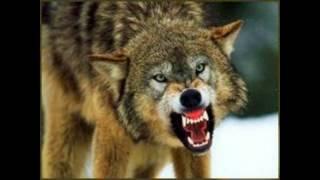 SCARY WOLF GROWLING