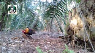 Ayam Hutan Pikat Betina 201