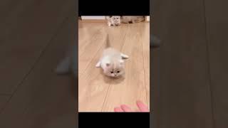 funny cats #cats #cat #funnycats #tiktok