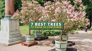 7 Best Trees To Grow in a Pot - Container Garden Ideas 