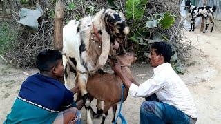 OMG Super Speedy Goat Crossing   Speedy Big Indian Breeder VS Small Goat breeding time.