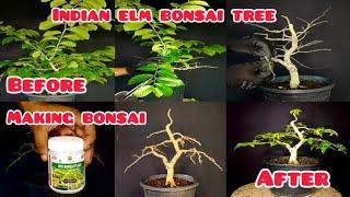 #Indian Elm Bonsai Tree Making #Bonsai Trees For Beginners #Best Bonsai Plant for Beginners #bonsai