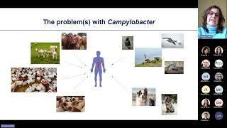 PATH-SAFE Genomics of AMR Campylobacter transmission through UK Agri-Food systems