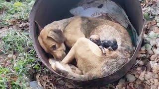 Abandoned just after giving birth the mama dog despaired when her puppies gone