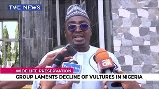 Nigerian Conservation Foundation Laments Decline Of Vultures In Nigeria