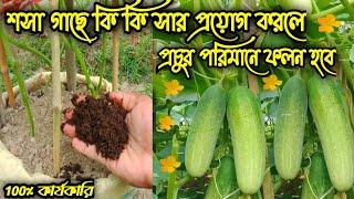 শসা গাছে সার প্রয়োগ করার সঠিক পদ্বতি।শসার বাম্পার ফলন হবে 2022 How to Grow Cucumber