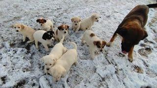 Pusia i jej 10 szczeniaków  Puppy and her 10 puppies