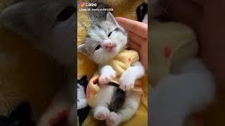 Kucing lucu  video lucu banget