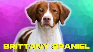 Brittany Spaniel Dog 101 - Top 10 Facts and THINGS to Know