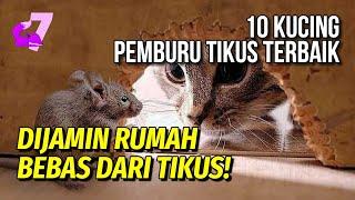 10 JENIS KUCING YANG PALING JAGO MENANGKAP TIKUS  EKOR7