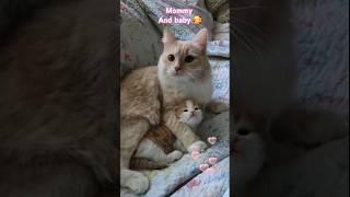 Cute kittens and moms love   #kitten #cat #catvideos #mom #love #shorts #viralvideo