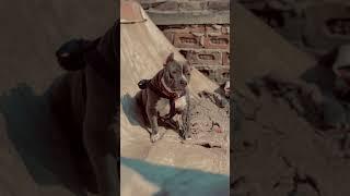 American bully roxy the star #ghawarvlogz #viral #shorts