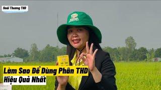 Canh Tác Vụ Hè Thu Năm 2023 Cùng Hoài Thương Để Đạt Được Hiệu Quả Tối Đa Nhất  Hoài Thương THD