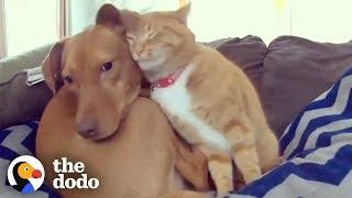Hidden Camera Catches Cat Comforting Anxious Dog While Familys Away  The Dodo Odd Couples