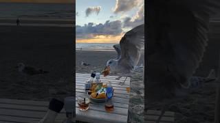 Bird loves nacho’s fail #fail #birds #love #summervibes #beach