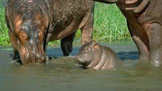 Mother Hippo Fights to Protect Her Calf  Natural World  BBC Earth
