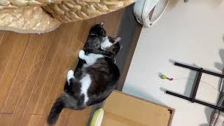 Cats Mating in Different Style.       #catlover #cats #video
