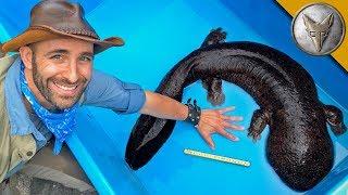 BIGGEST Salamander in Japan