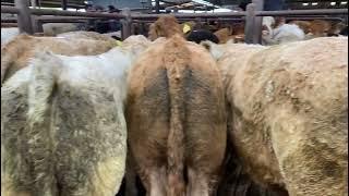 Roscommon Mart Weanling Show & Sale