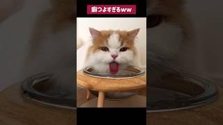 水の飲み方の癖がつよすぎる猫がおもしろい！ #cat