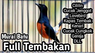 MURAI BATU GACOR FULL ISIAN TEMBAKAN CILILIN KENARI LOVEBIRD GEREJA CUNGKOK KAPAS TEMBAK JENGGOT