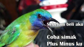 plus minus pelihara burung kinoi