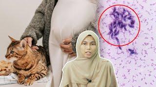 Ini Sebab Ibu Mengandung Jangan Uruskan Kucing