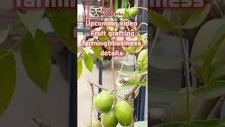 Fruits tree grafting #business  #viral  organic farming #details