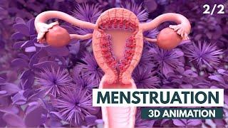 The Menstrual Cycle  3D Animation 22