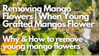 Removing Mango Flowers  When Young Grafted Mangos Fruit  Why & How To Remove Mango Flowers