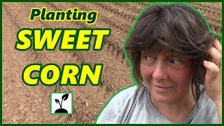 Best Way To Plant Sweet Corn  How To Stagger Plant  Grow Corn