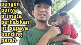 tips supaya hewan primata monyetberuk  bonding parah....