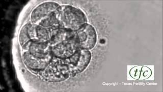 Human Embryo Growing from Fertilization to Day 6 Blastocyst