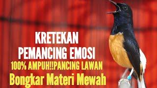 KRETEKAN MURAI BATU EMOSI AMPUH LANGSUNG BONGKAR ISIAN