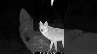 Animals Passing by my Trail Camera #animalshorts #naturelovers #trailcam #newmexico #coyote