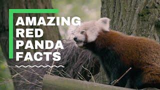 Adorable Red Panda - Amazing Facts