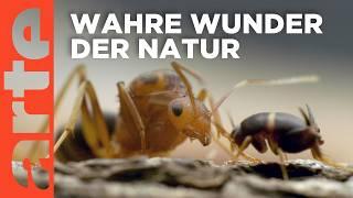 Insekten - Die Meister der Anpassung  Doku HD  ARTE