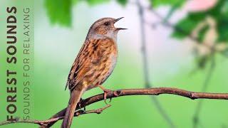 Birds Singing - Early Morning Wild Birds Chirping Relaxing Bird Sounds Heal Stress Songbirds