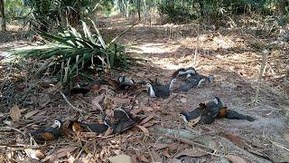 cara pasang jerat racik gantung supaya poinya banyak#mikat #burung #ruak2 #menangkap